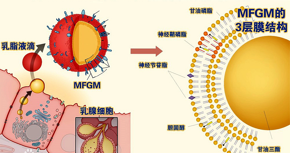 含乳糖酶的乳粉,含乳铁蛋白乳脂球膜的奶粉