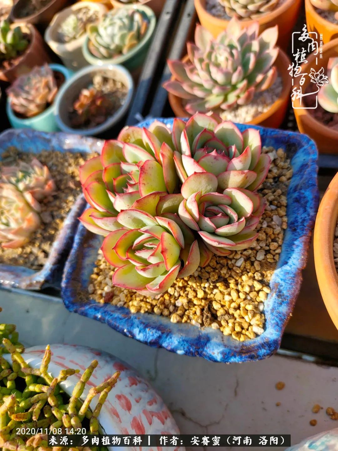 现在是多肉最美的季节,多肉最美的季节来啦