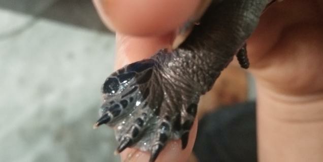 黄头侧颈龟到底能不能养,养黄头侧颈龟适合造景么