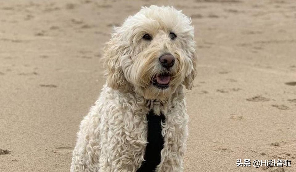 人类不能*亲近**生育，为什么却让狗“回交”，纯种狗真的好吗？