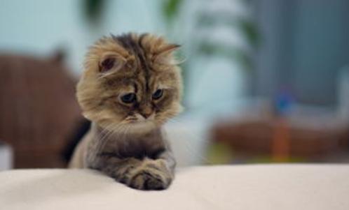 母猫发情声音是什么样的声音？声音具体表现是怎样的？