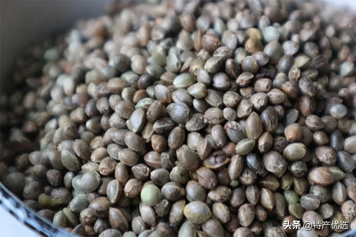 巴马特产火麻仁,巴马火麻汤正宗做法