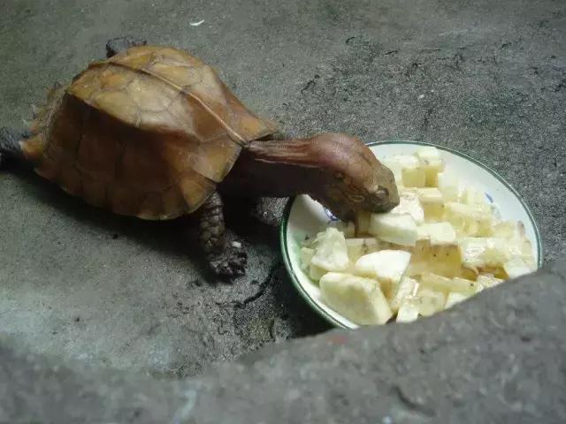 有一种龟为什么叫锯缘龟,锯缘龟八角灵龟