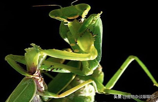 螳螂虽然美丽但性情却非常凶狠,螳螂是怎么成为最强食肉昆虫的