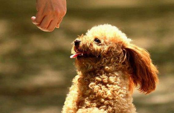 怎么训练泰迪犬才听从命令,如何训练泰迪犬的最好方法