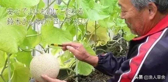 网纹瓜和静冈蜜瓜,静冈蜜瓜是网纹瓜吗