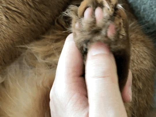 小猫咪身上有哪些神奇的开关,小猫咪身上的那些奇奇怪怪的开关