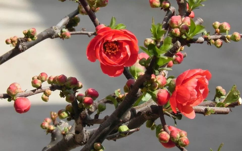 养花公认最美4种花满屋飘香,公认最好养的五种花