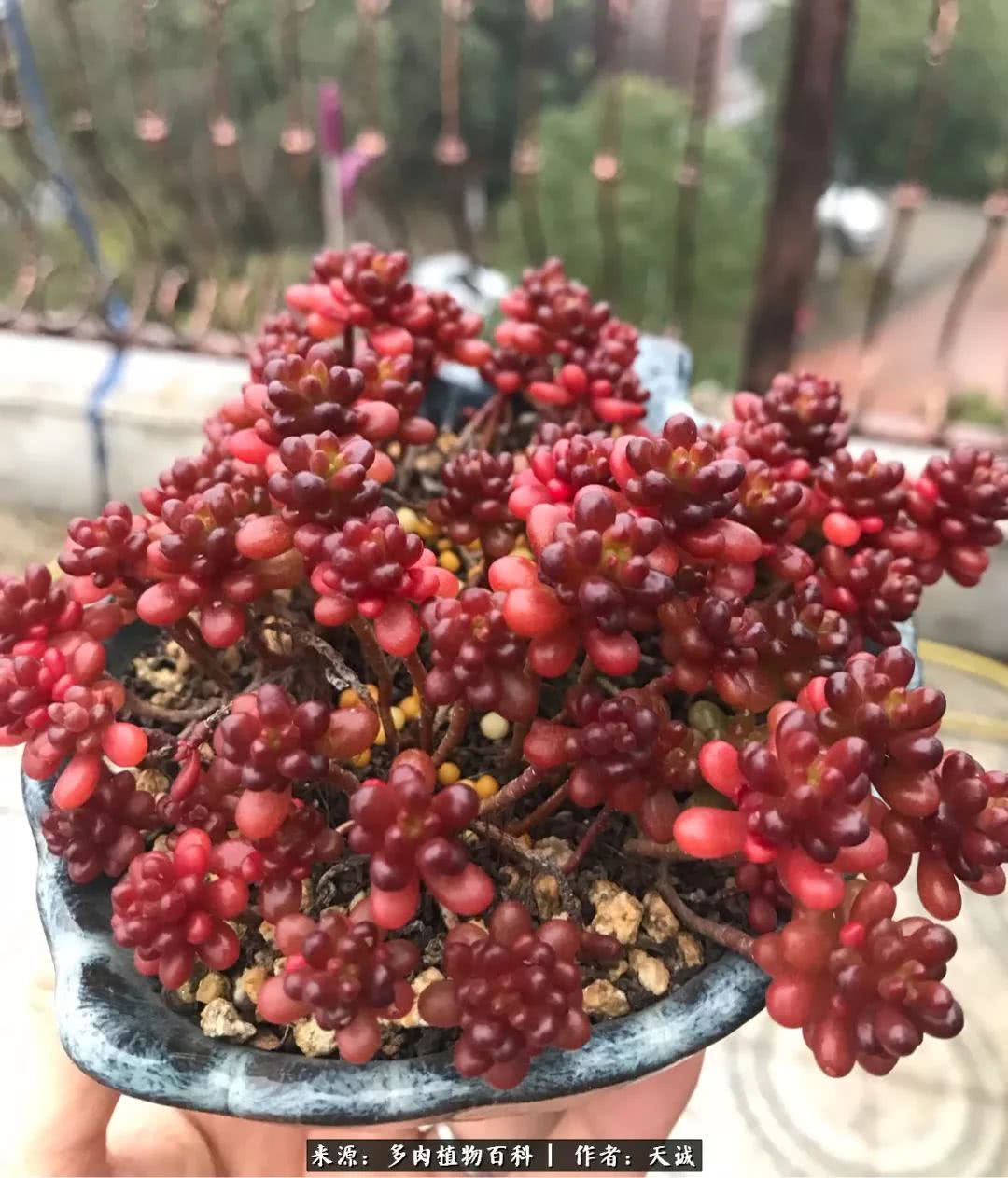 多肉从小养到大的过程,真爱的力量教程