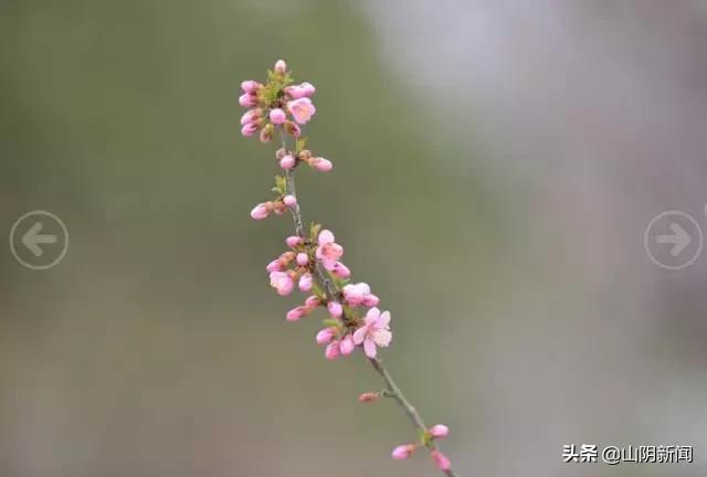人间四月春暖花开散文,最美人间四月天优美散文