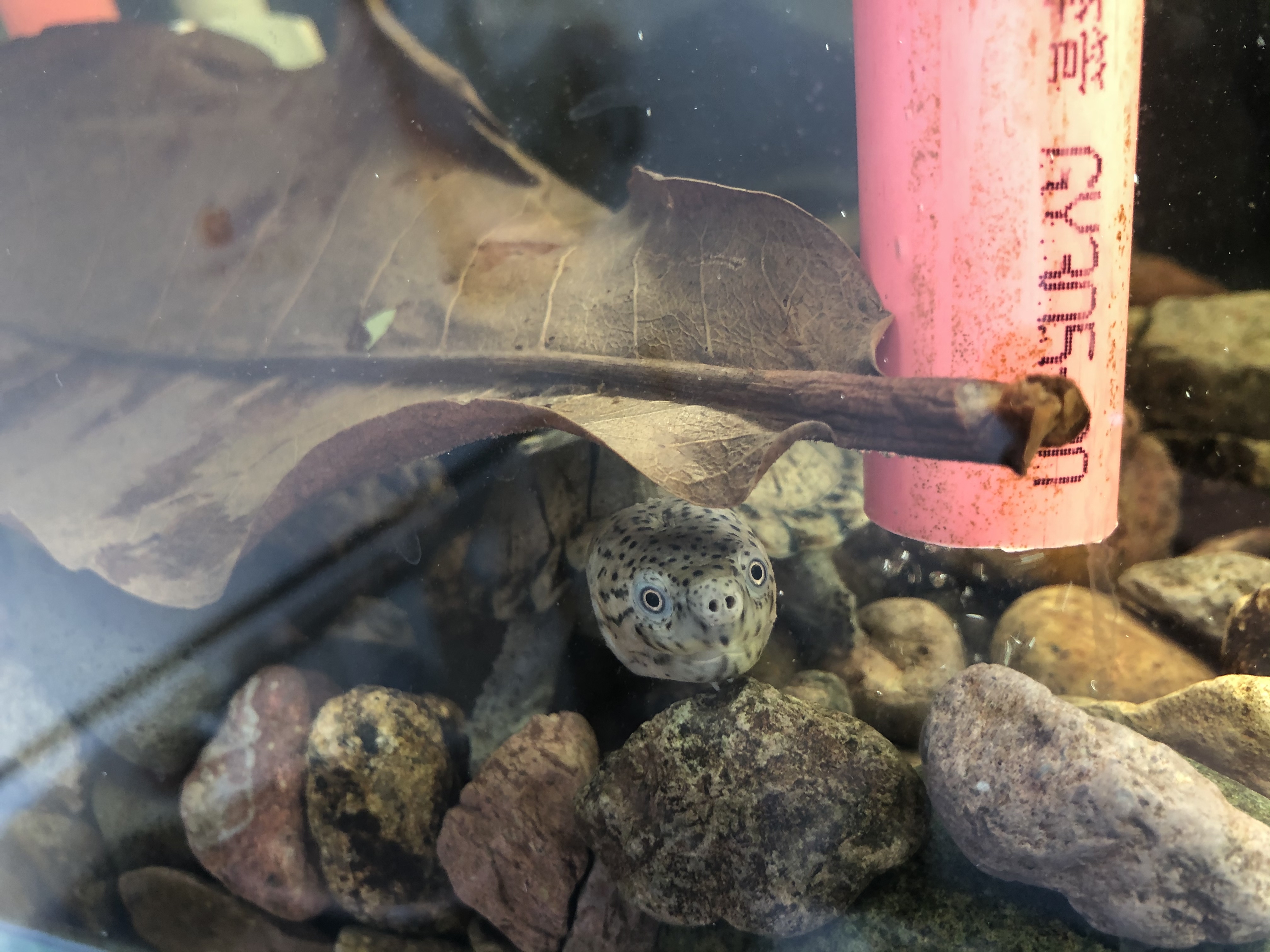 养鱼怎么选择合适的鱼缸,鱼缸如何养好水讲解