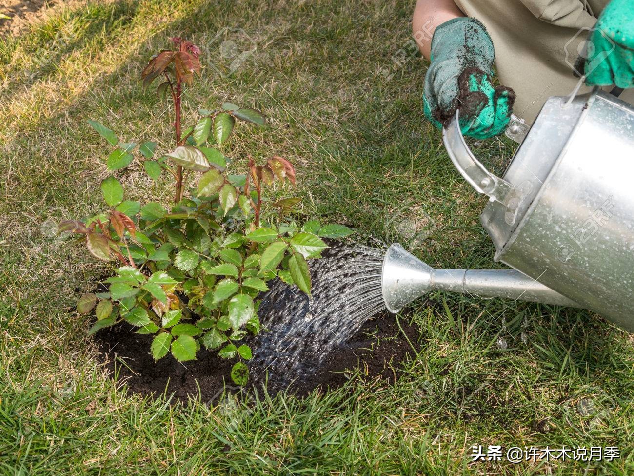 为什么月季一浇水全漏下去了,月季死一半继续养