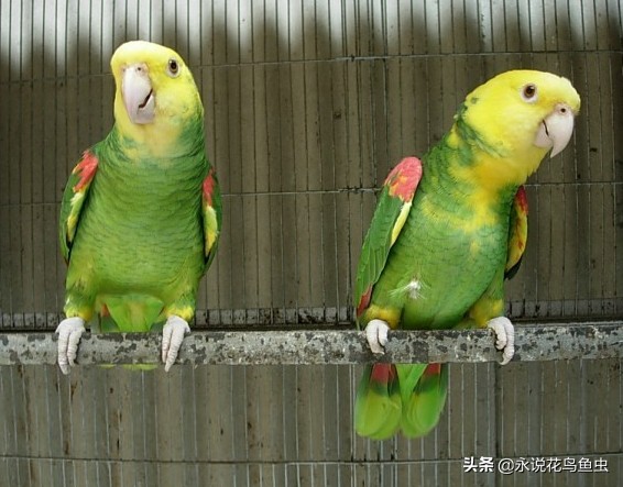 鹦鹉常见的品种,常见的鹦鹉有哪几种品种