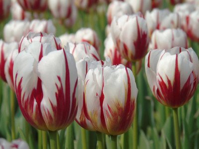 郁金香花之女王,素有花之女王之称的郁金香