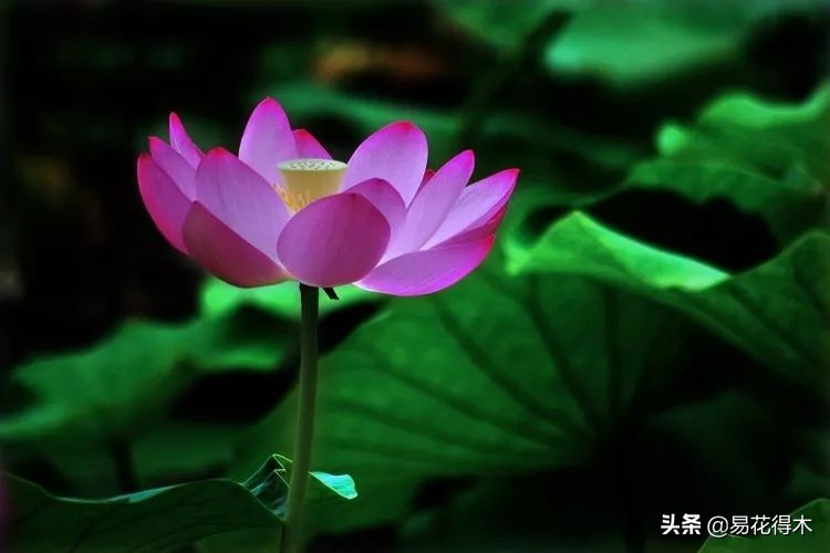 佛教为什么有五树六花,佛教中的五树六花图片