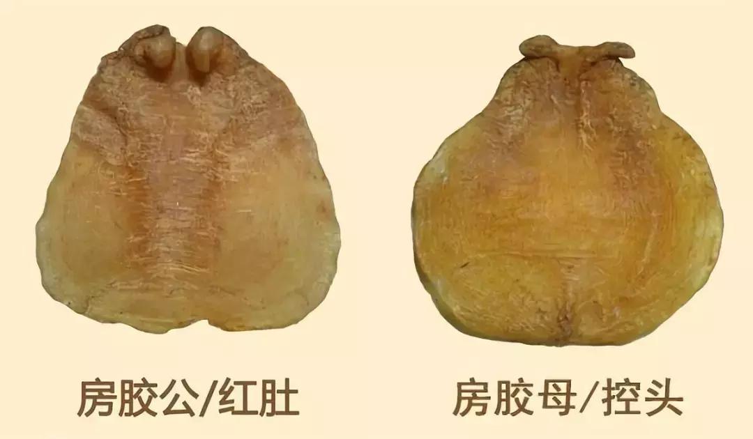 1斤深海花胶鱼胶,鱼胶花胶有区别吗