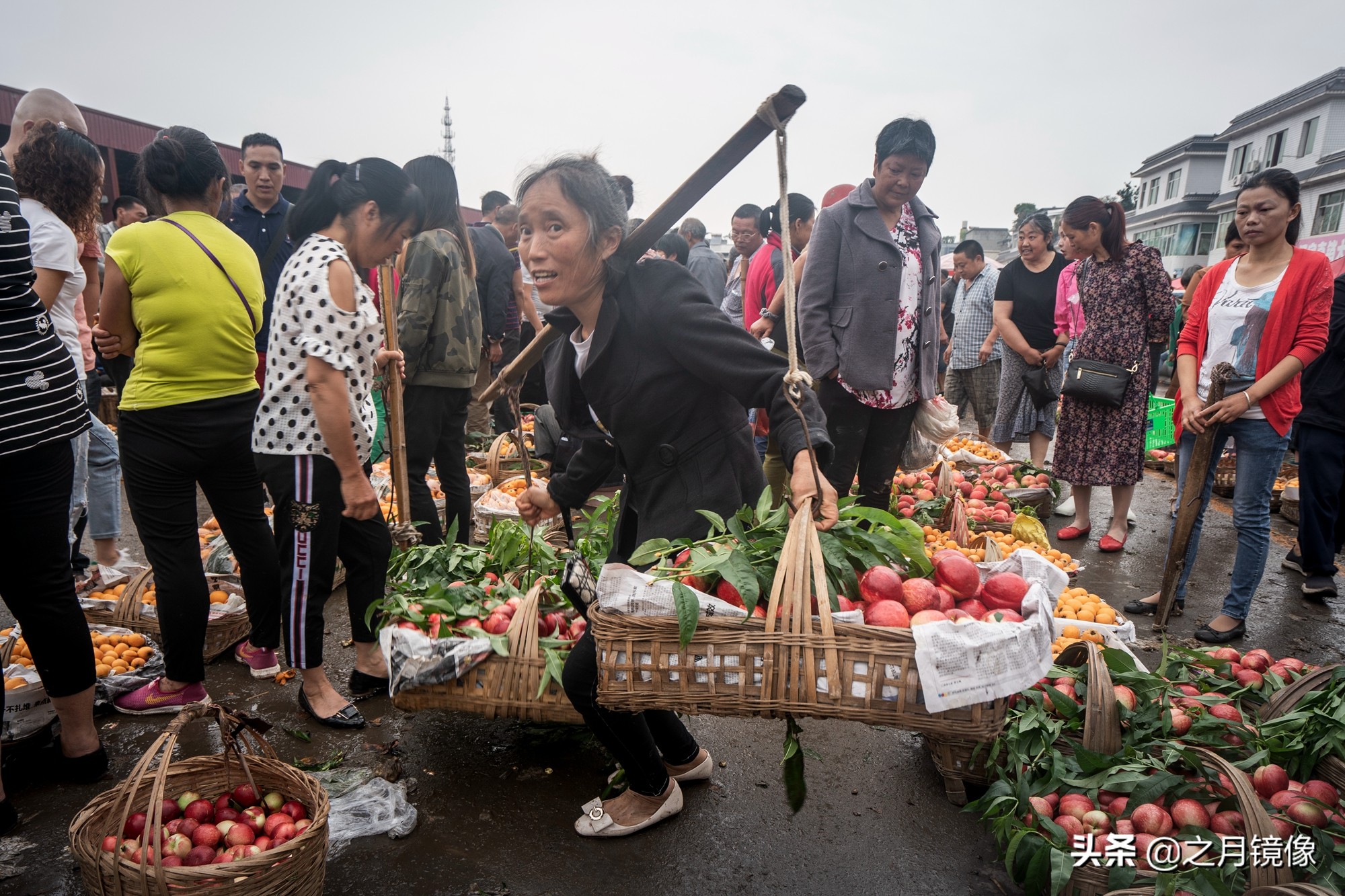 天府新区太平枇杷,成都太平枇杷批发市场