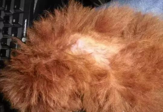 宠物毛发到处飞,宠物长杂毛该怎么办