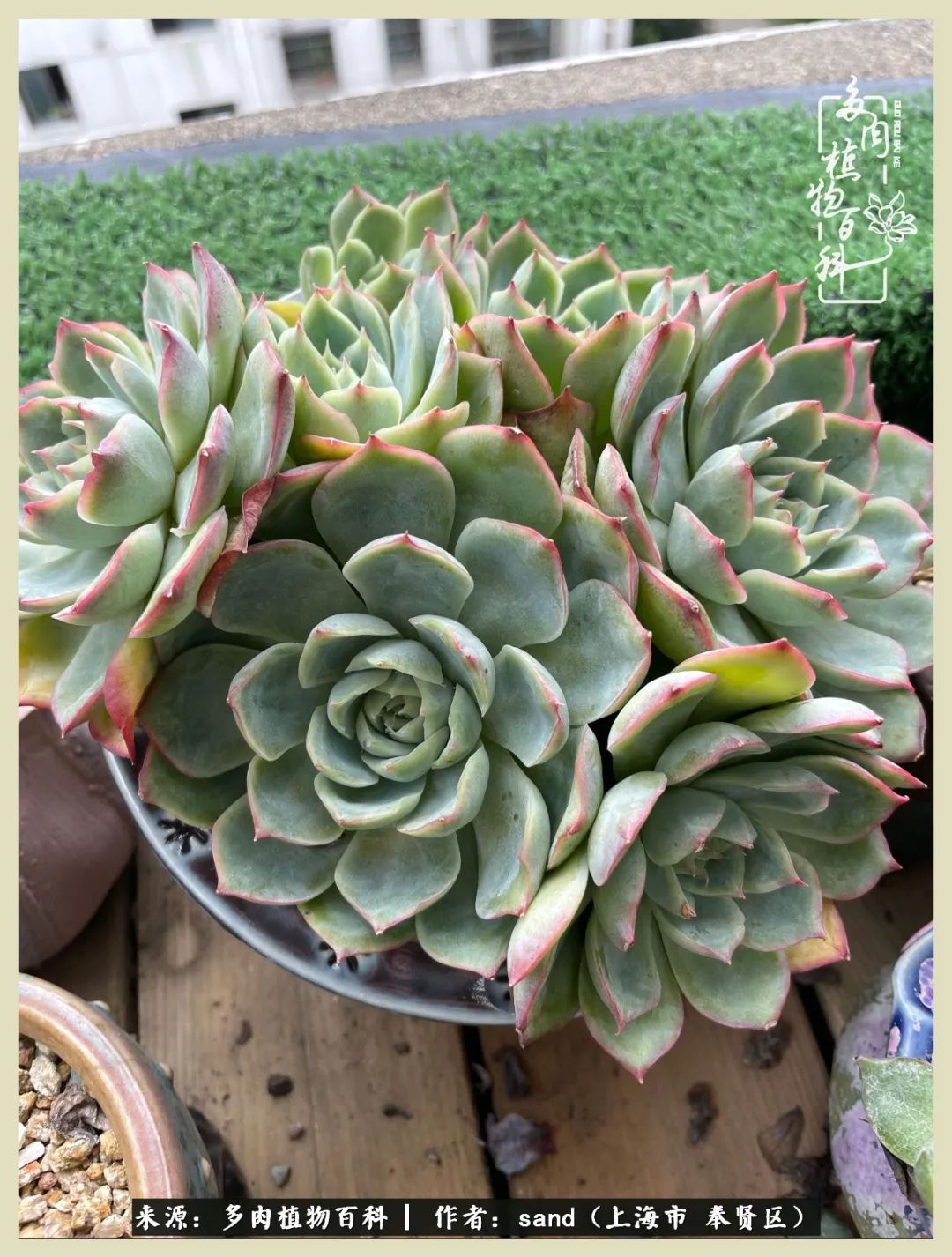 多肉垂落下去该怎么办,多肉在三伏天怎么度夏