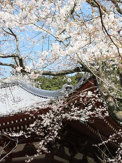 日本樱花现在还在开吗,日本樱花快要开放了吗