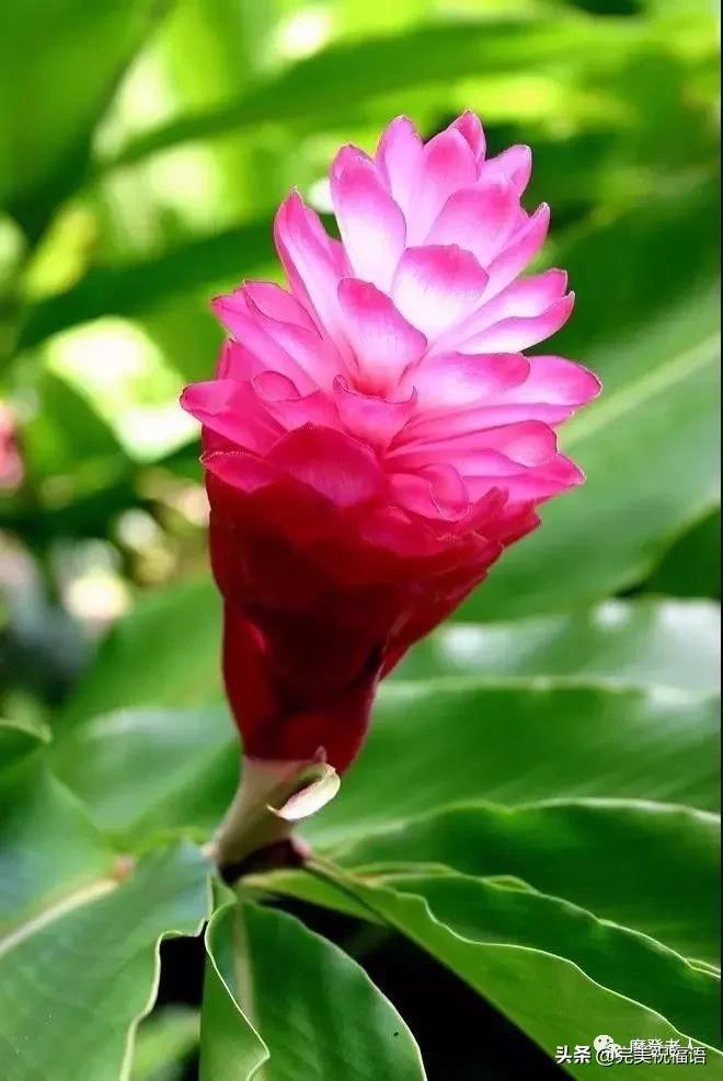 大年初三群相册，有群的都看看，太美了，这辈子见一次值了