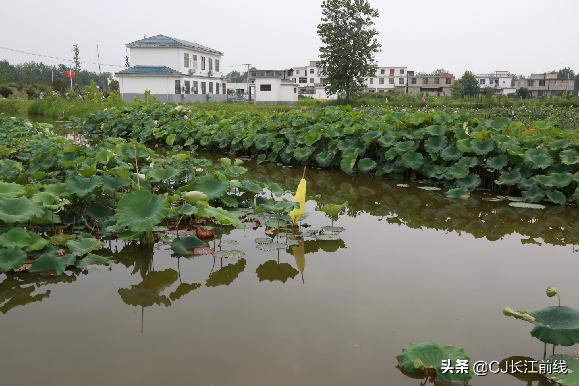 淮滨谷堆杨湾最新消息,淮滨谷堆杨湾风景