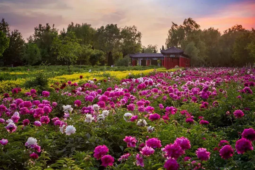 天津到菏泽看牡丹两日游,天津出发太行山旅游路线推荐