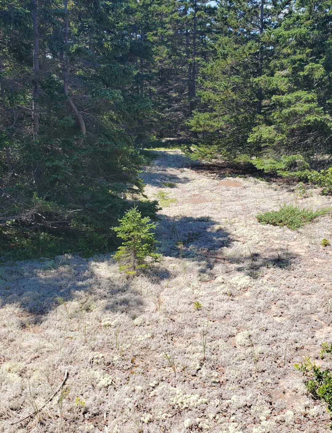 爱德华王子岛旅游,爱德华王子岛避暑之旅