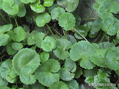 千元内面霜,千元精华面霜