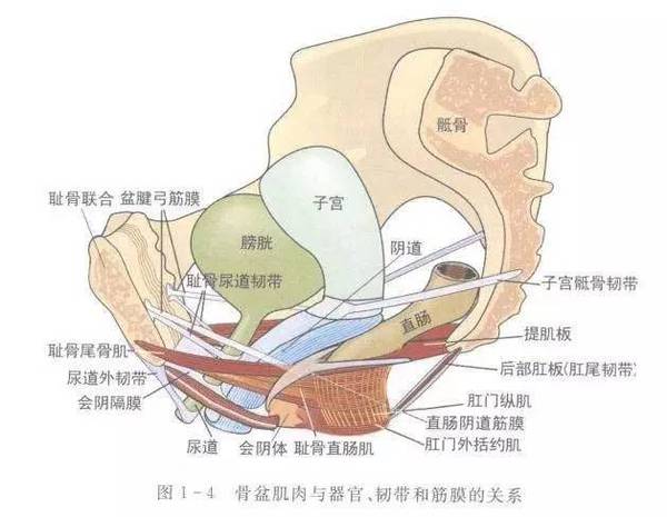 pc肌最强境界,pc肌刚开始怎么练