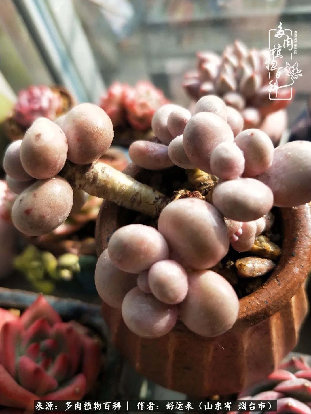 世上怎么会有这么可爱的生物,这世上怎么会有那么可爱的小可爱