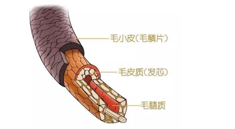 怎么让头发变粗硬发质,粗硬头发和细软头发对比