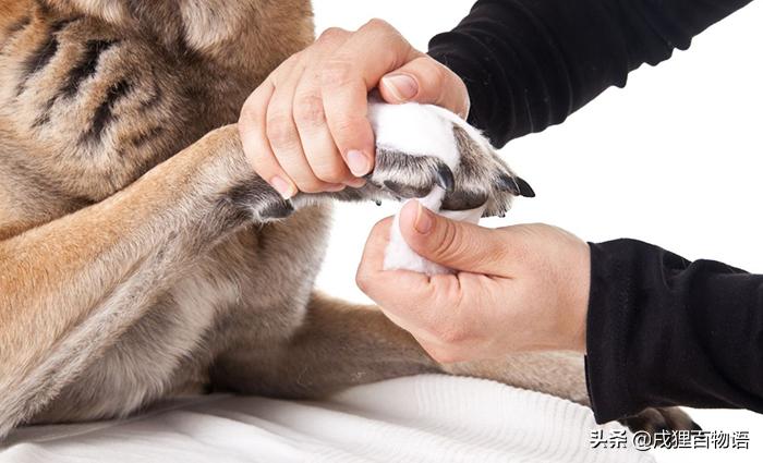 震惊狗狗的行为,震惊狗狗吃饭视频