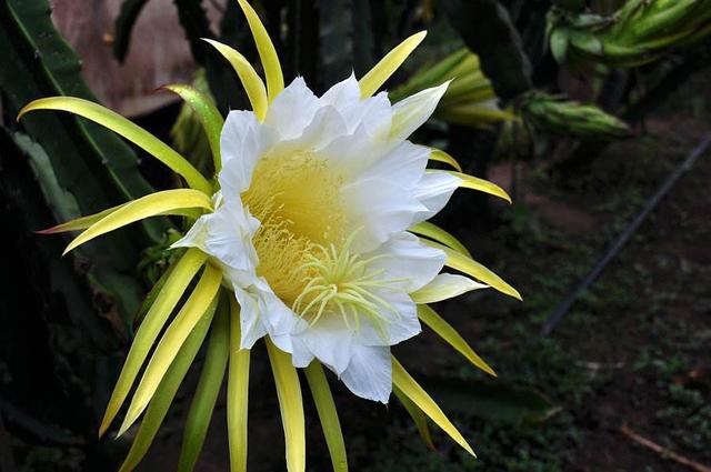 海南北纬十八度红心火龙果,海南火龙果是怎样的水果