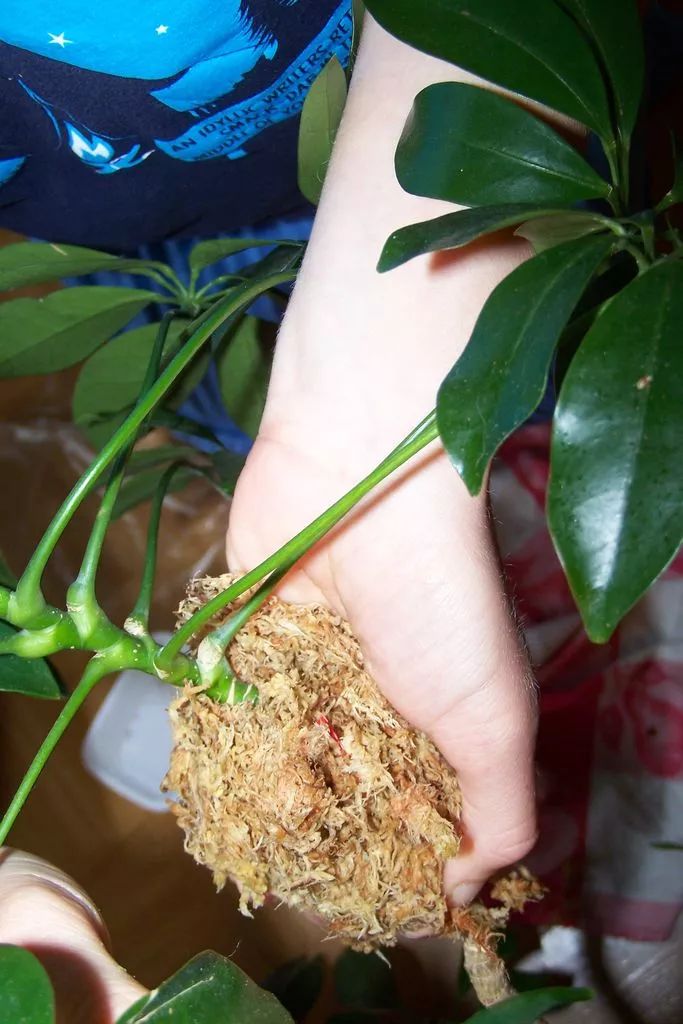 繁殖家里的木本绿植，可以尝试一下高枝压条法