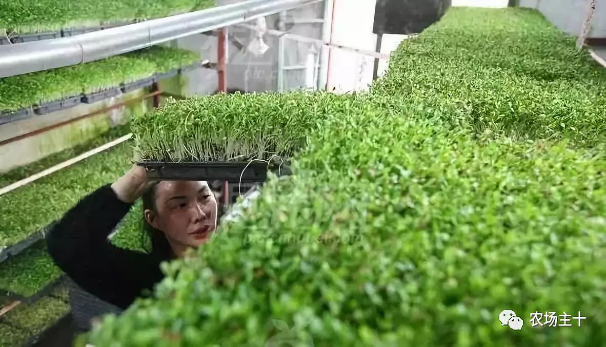 纸上种菜怎么赚钱,纸上种菜手把手教你