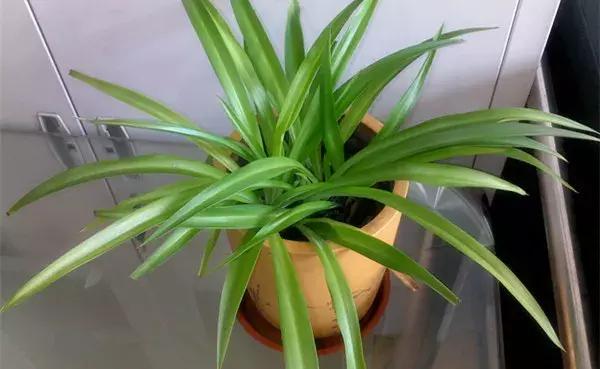 榕树冬天黄叶是什么原因,花卉黄叶原因判断