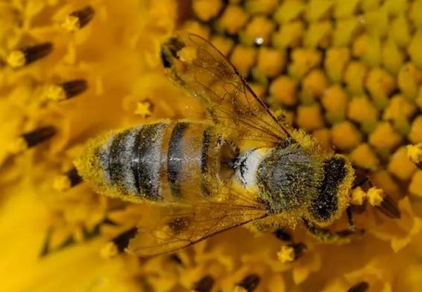 早知道早收益的小知识,蜜蜂养殖技术赚钱吗