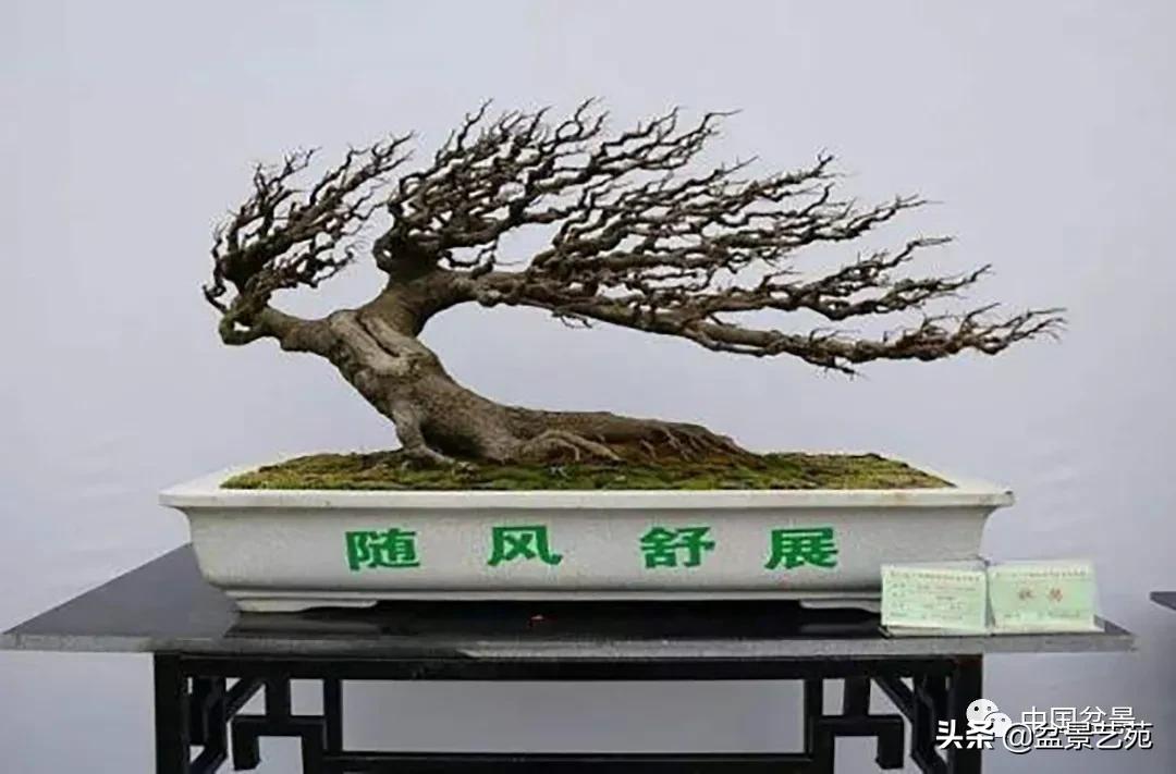 老树桩的造形特征有哪些,论述树桩盆景主要流派的艺术特点