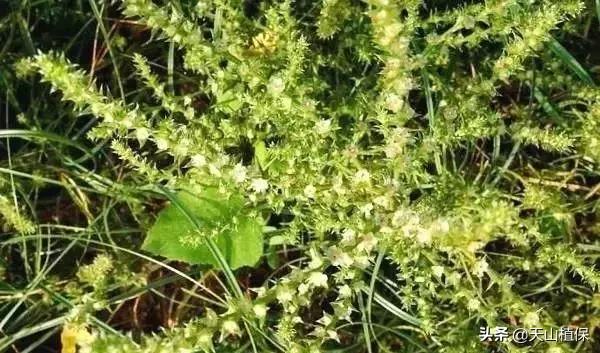 戈壁当中最常见的植物,在野外都能捡到的稀有植物