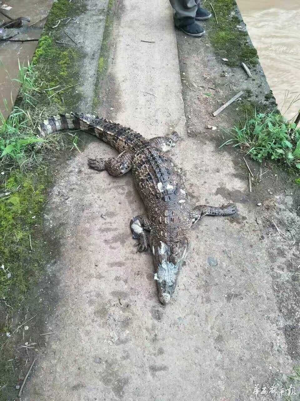 野钓碰到鳄鱼真实视频,钓鱼时碰见鳄鱼恐怖瞬间