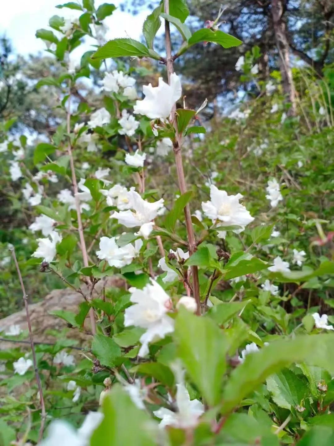 喊山的女人悲惨命运,喊山的寡妇