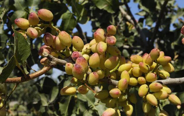 开心果为什么叫开心果,开心果的原果是什么样的