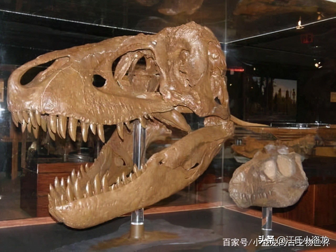 纯银版的霸王龙咬合力到底有多强,霸王龙奔跑的最大咬合力约是多少