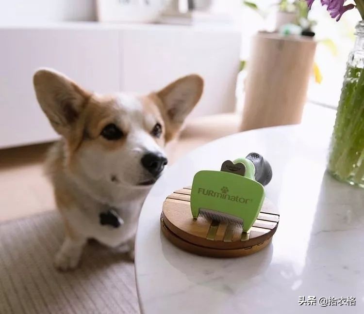 为抢玩具狗子跳起电臀舞！这么搞笑的屁屁可以看一年