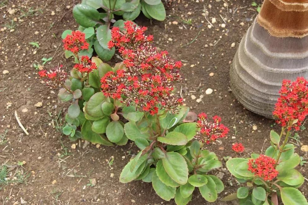 长寿花这个名字的由来是什么,长寿花因为什么而得名