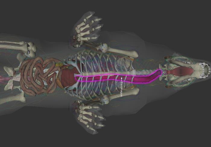 狗狗噎住了什么症状,狗狗噎着了是什么症状表现