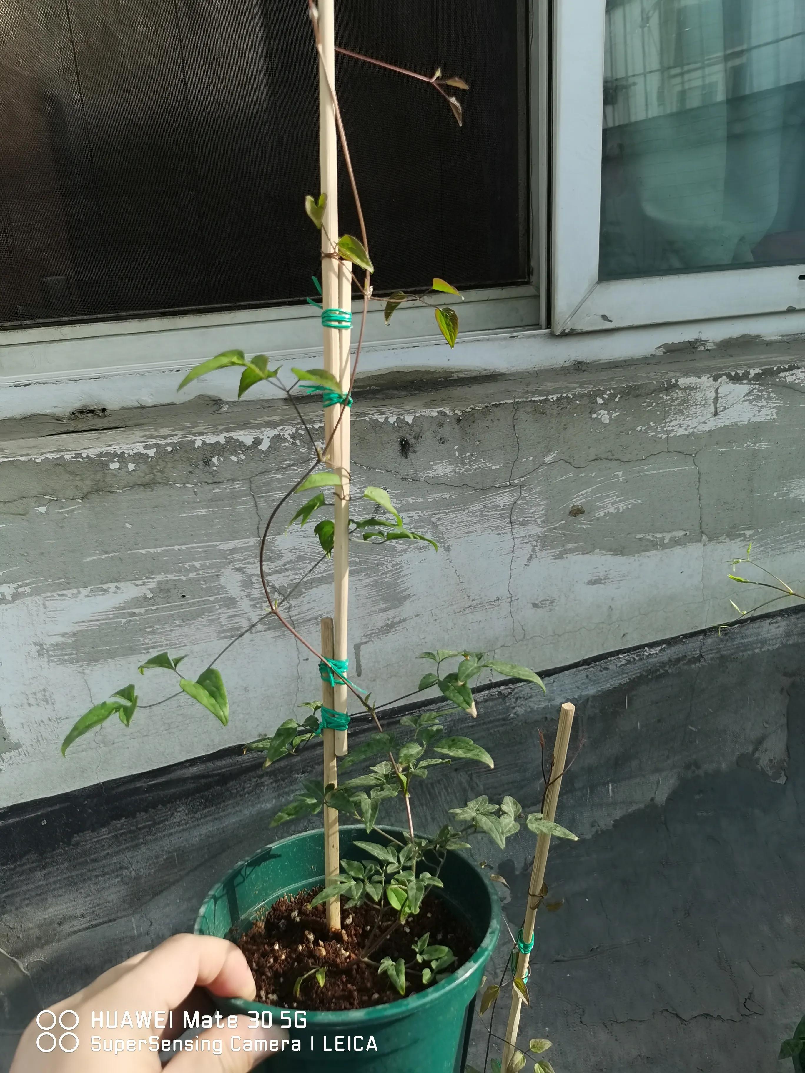 闲鱼卖花靠谱吗,在闲鱼上买花草靠谱吗