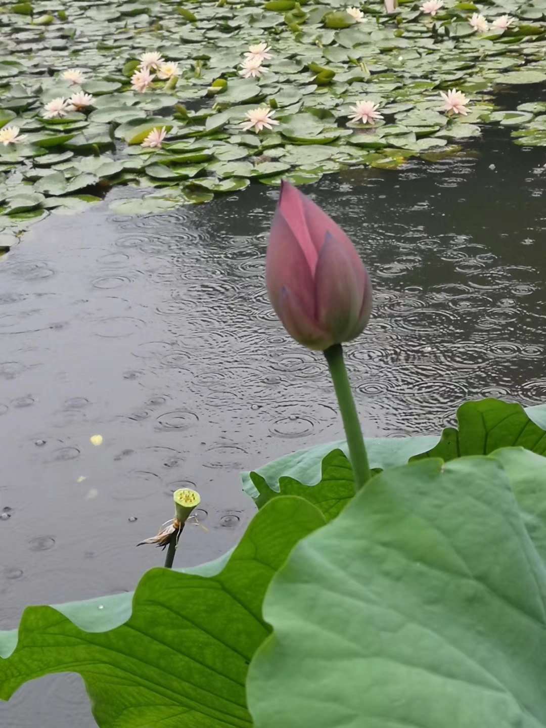 谷雨节气的介绍和谷雨古诗词,二十四节气关于谷雨的诗句并赏析