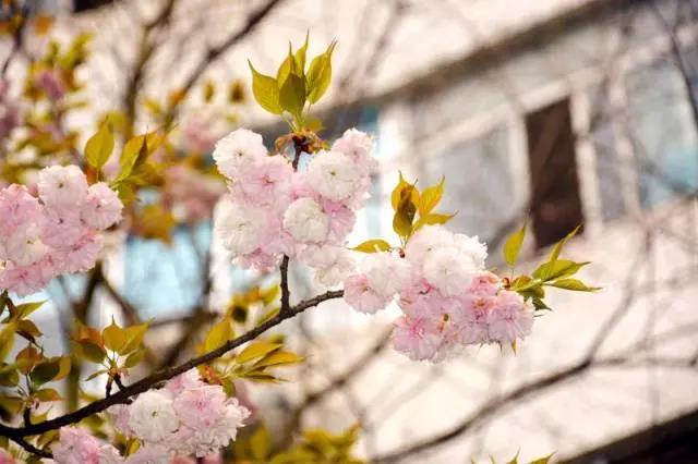 5大校区,湖南院士最多的大学